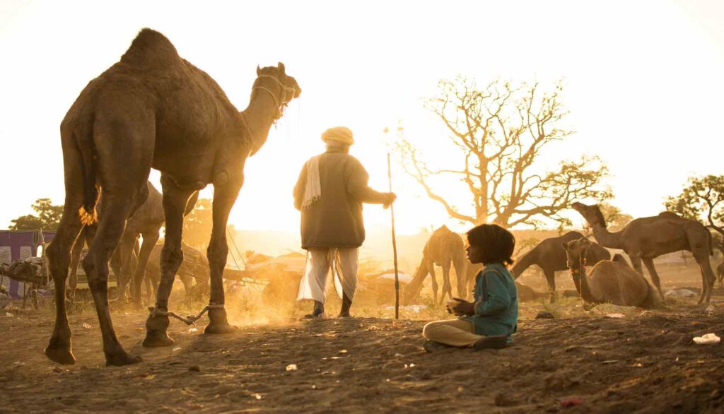 Pushkar Camel fair​